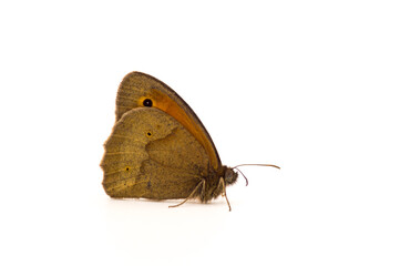 close up on a butterfly