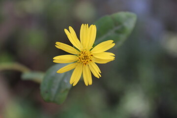 yellow flower in the garden