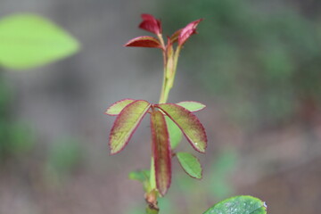 close up of red flower