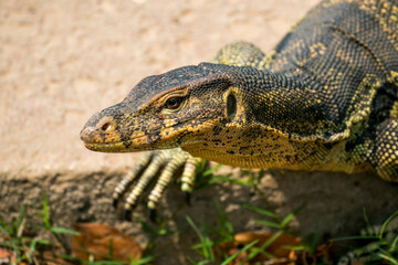 Obraz premium Monitor lizard (Varanus salvator) live in Lumpini park, Bangkok