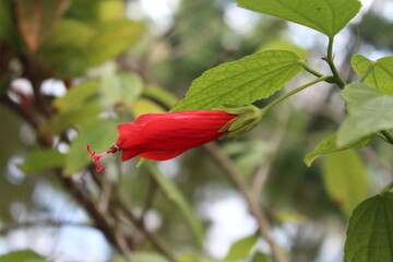 red flower in the garden