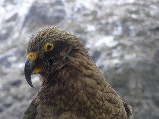 Kea alpin dans les montagnes de Nouvel Zélande