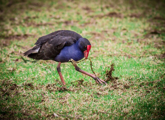 Birds Of Australia. Australasian swamphen (Porphyrio melanotus)