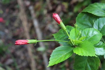 red flower in garden