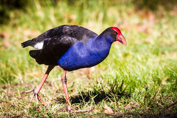 Birds Of Australia. Australasian swamphen (Porphyrio melanotus)