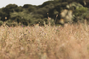 Fototapeta premium rural countryside landscape with wild flowers