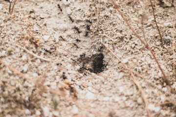 anthill detail on dry ground with ants