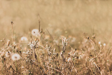 Fototapeta premium rural countryside landscape with wild flowers