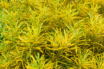 The leaves of the ornamental plants are beautiful yellow-green in color.