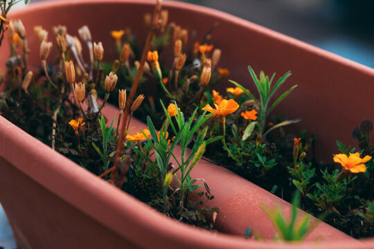 Orange flowers in a pot outdoor on the balcony. Beautiful small flowers blooming in flower pot. Blooming flowers on a sunny day. Outdoor garden. Home plants. Close-up view of flowers