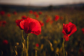 beautiful wild poppies at sunset in the field, close up