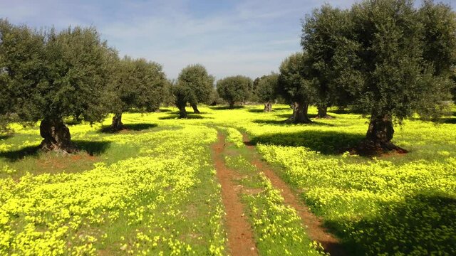 4k drone footage (Ultra High Definition). Sunny spring view of olive garden with old country road. Splendid morning scene of Apulia countryside, Italy, Europe. Beauty of nature concept background.
