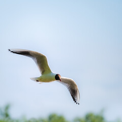 Seagull on a lake in Burgenland
