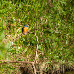 Kingfisher on a lake on a perch