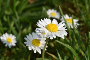 Fototapeta premium Margarita Flowers closeup in Munich park, German Spring