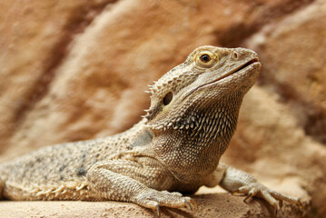 bearded dragon lizard