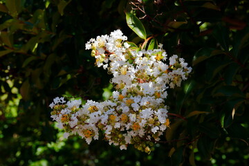 Lagerstroemia white  flowers in a garden