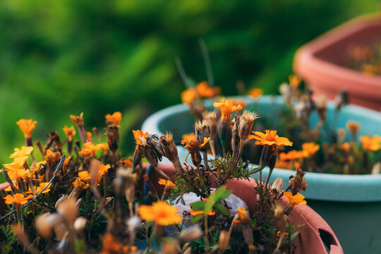 Orange flowers in pots outdoor on the balcony with blurred background. Beautiful small flowers blooming in flower pot. Blooming flowers on a sunny day. Outdoor garden. Home plants.