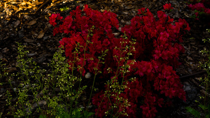 
Flowers in the botanical garden in Radzionków, free space for entry.
