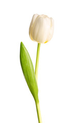 Fragile spring white tulip