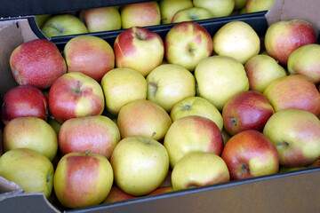 fresh apples in cardboard boxes at the wholesale farmer's market