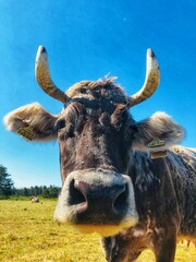 Kuh mit Hörnern