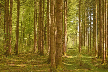 Fototapeta na wymiar Wonderful Pine Forest in the German Alps. Perlacher forst in Munich