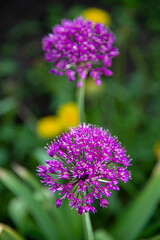 Close-up of violet spherical flowers in a home garden