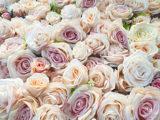 Background of many beautiful blooming purple, pink and white roses. Close up.For Valentine's concept.