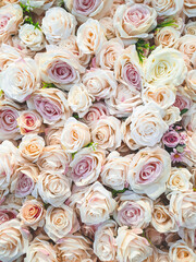 Background of many beautiful blooming purple, pink and white roses. For Valentine's concept.