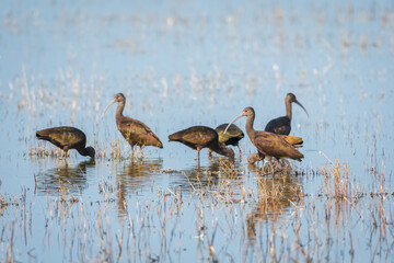 a group of the White-faced Ibis in the lake