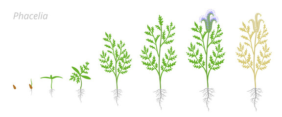Fototapeta na wymiar Phacelia growth stages. Hydrophyllaceae, scorpionweed heliotrope. Cultivated as garden and honey plants. Ripening period vector infographic.
