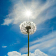 Obraz premium Dandelion on a background of blue sky with clouds and bright sun