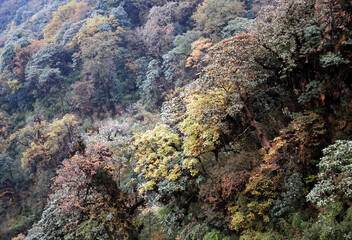 Fototapeta na wymiar The thick jungle looks mesmerizing with its varied colour covers with magnolia, oak, bamboo, rhododendron etc. at Singalila National Park at Sandakphu in Darjeeling, India. Besides that, Sandakphu is 