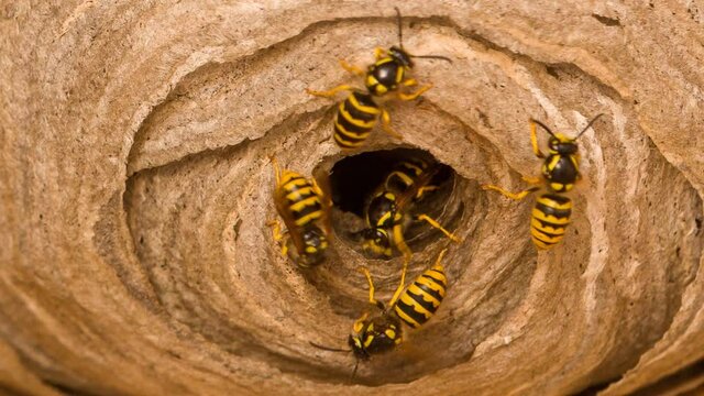 Wasp's nest