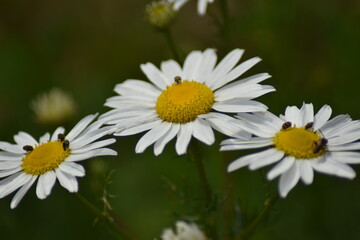 Blühende Kamille (Matricaria)