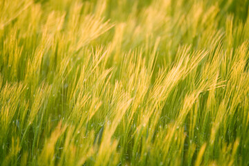 Winter Barley in evening light, United Kingdom