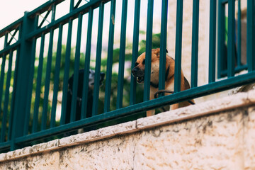 Two dogs behind the fence, guard a section of the house, bark at passers-by. Brown and black dogs. Pets. Angry dog. Thieves Defenders. Dogs in captivity. Two dogs behind metal blue fence
