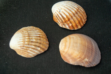 Set of sea shells, isolated on black background