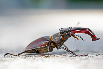 Hirschkäfer auf der Terrasse