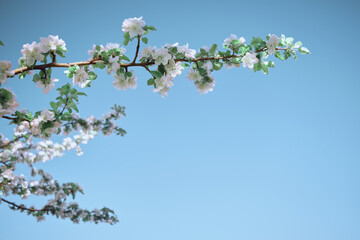 Apple blossoms and blue sky. Spring flowers in lighten color sky. Image with space for text.