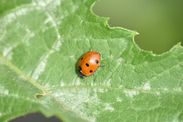 Marienkäfer (Coccinellidae)