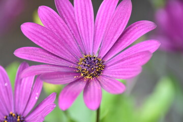 Blühende Kapkörbchen