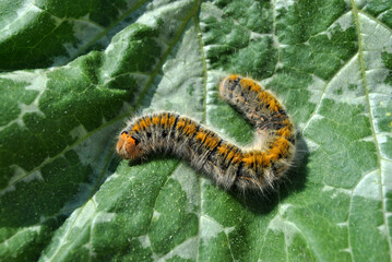 Lasiocampa trifolii (grass eggar) fuzzy tiger colored caterpillar crawling on spotted green leaf close up macro detail, soft blurry background