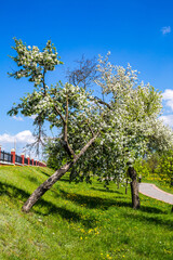 Fototapeta premium Spring in the city park