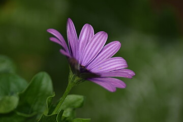 Blühendes Kapkörbchen