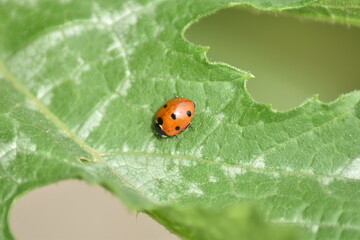 Marienkäfer (Coccinellidae)