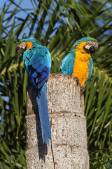 Canindé macaw, also known as yellow-bellied macaw, yellow and yellow macaw, blue and yellow macaw, with a marked presence in the Brazilian cerrado