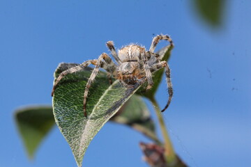 Große Spinne