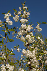 Cherry tree blossom